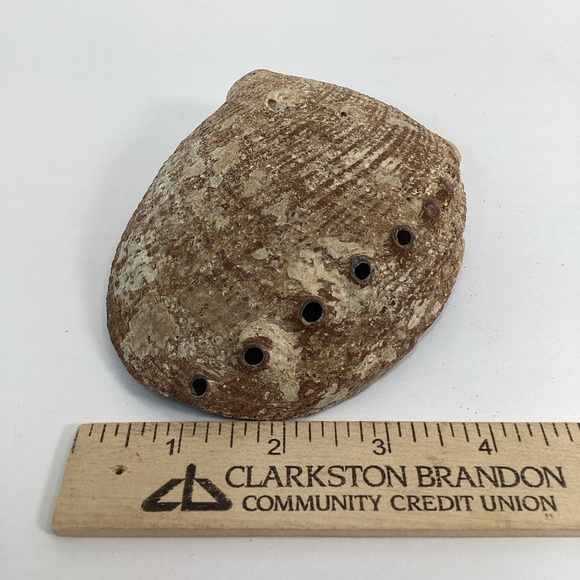 Green Abalone Sea Shell One Side Polished Natural Beach Craft 5.5" X 4.25" - Picture 14 of 15